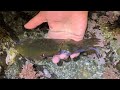 小さい潮だまりにボロボロのイカが取り残されていた【潮溜まりガサガサ】