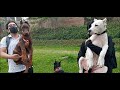DOBERMAN EUROPEO vs DOGO ARGENTINO |cachorros en su primera salida
