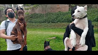 DOBERMAN EUROPEO vs DOGO ARGENTINO |cachorros en su primera salida