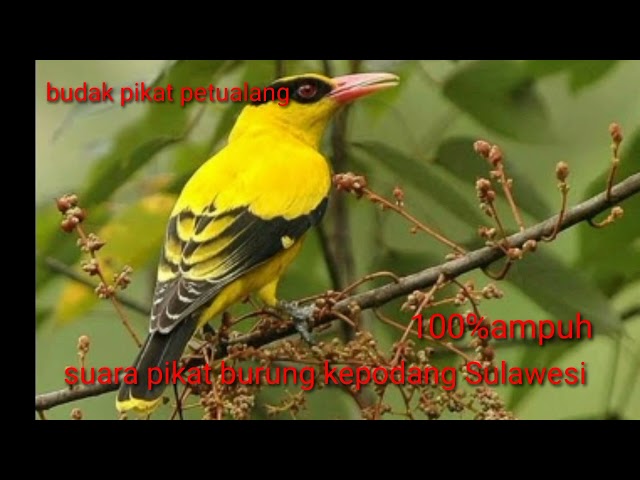 suara pikat burung kepodang Sulawesi tengah.... ampuh class=
