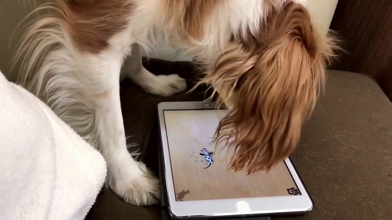 犬用ゲームアプリで遊ぶるなちん Youtube