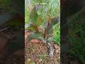 🌿 #rogator #satisfying #crafts #asmr #agriculture #nice #me #ad #garden #plants #great #like #wisdom