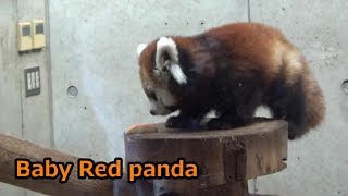 レッサーパンダの赤ちゃんが可愛いすぎる❤ Cute Red panda baby❤【こんにちは赤ちゃん】【埼玉県こども動物自然公園】