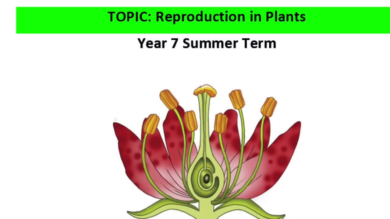 LESSON 2 PLANT REPRODUCTION YouTube