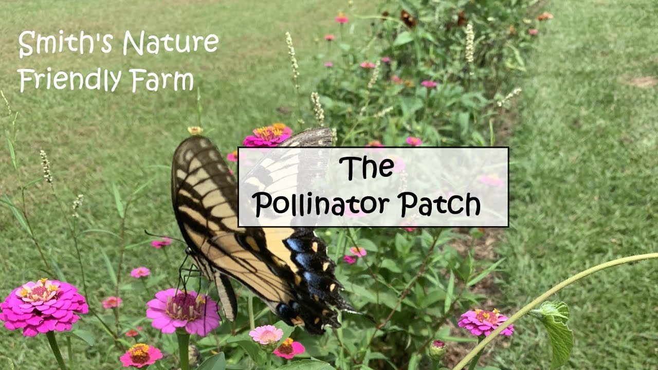 Attract beneficial pollinators to your garden with a pollinator patch.