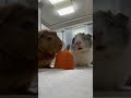 На сегодня у нас морковь 🥕 #guineapig #기니피그 #морскаясвинка #cute #asmr