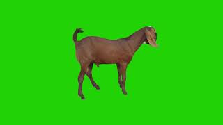 Goat green screen video