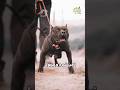 نبرد ژرمن شپرد و پیت بول کدام سگ پیروز این نبرد است