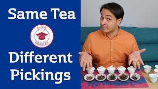 How Picking Changes Taste  TEA MASTERCLASS