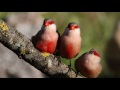 Восхитительное пение птиц в утреннем лесу Усыпляющие звуки природы Как поют птицы в лесу Birdsong