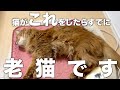 猫がシニア期に入った時にだけ見せる行動