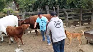 Making a Mark on the cow