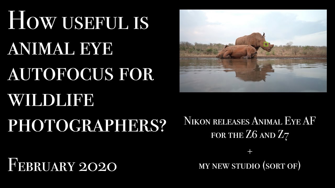 How useful is animal eye autofocus for wildlife photographers