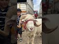 Garlands, Tears & Viral Videos: Srinagar’s Sacrificing Animal Captures Hearts