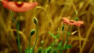 The Deepest Peace, Part 4: The Most Important Thing
