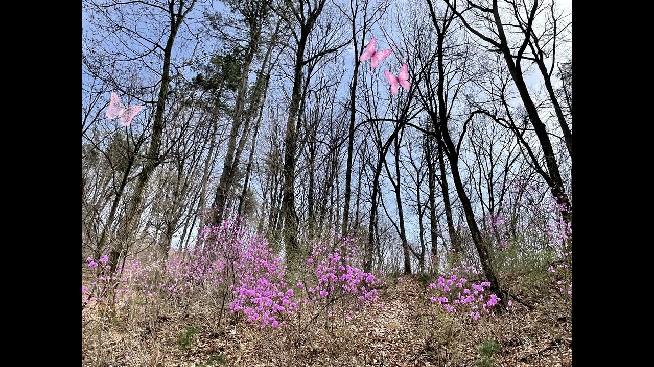 Waiting for Spring Blossoms | Calm Healing Music