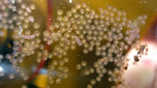 Ещё один нерест Данио,, результат 