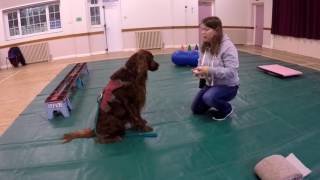 Clicker training - ground paw target with Finn