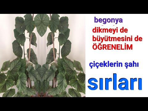 Video: Çiçek Açan Iç Mekan çiçekleri (44 Fotoğraf): Mor Ve Pembe, çiçekli Begonya, Leylak, Mavi Ve Beyaz Dekoratif çiçekli Bitkiler