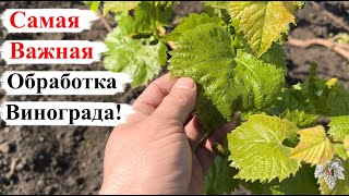 Самая ВАЖНАЯ ОБРАБОТКА Винограда!