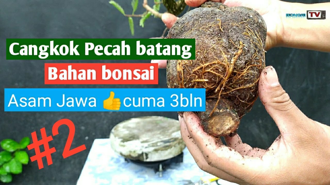 Hasil Cangkok Asam Jawa Pecah batang selama tiga bulan