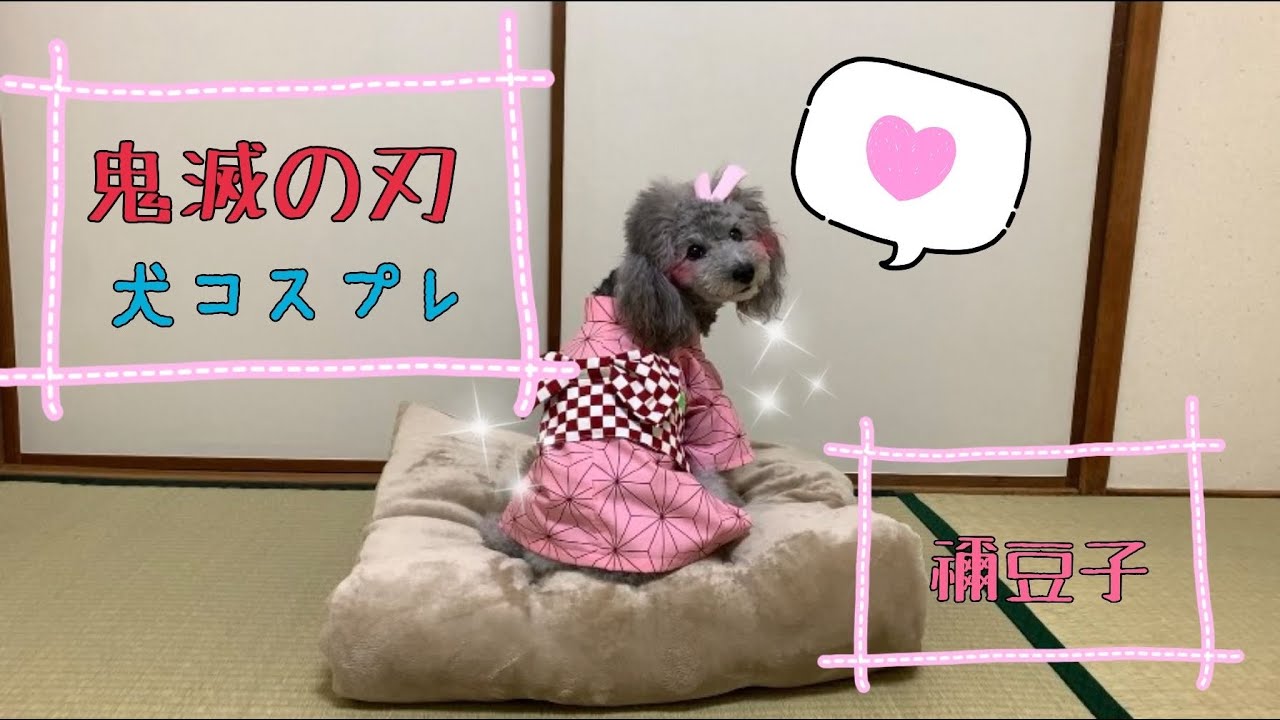 鬼滅の刃 禰豆子のコスプレをトイプードルが挑戦 ワンコスプレ Youtube 鬼滅の刃 禰豆子のコスプレをトイプードルが挑戦 ワンコスプレ Youtube