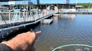 The EXACT Location Bass Live On A Dock In May…(On The Water Demo)