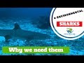 Sharks : Their importance &amp; why we need them