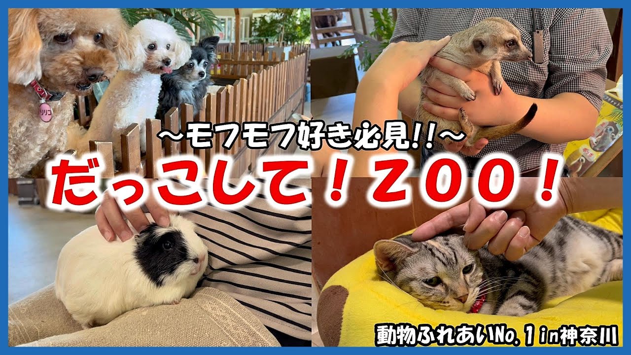 【だっこして！ZOO！】動物ふれあいNo 1in神奈川～モフモフ好き集まれー!!～