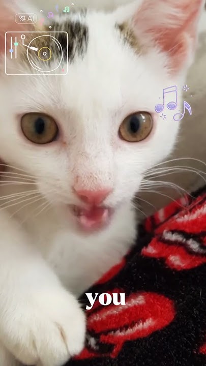 Awww,mein Odin 🥰 #cat #funny #katzen #memes #catlover #kitten #katze # ...