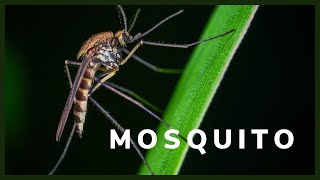 Mosquito sound effect - mosquito flying sound HD