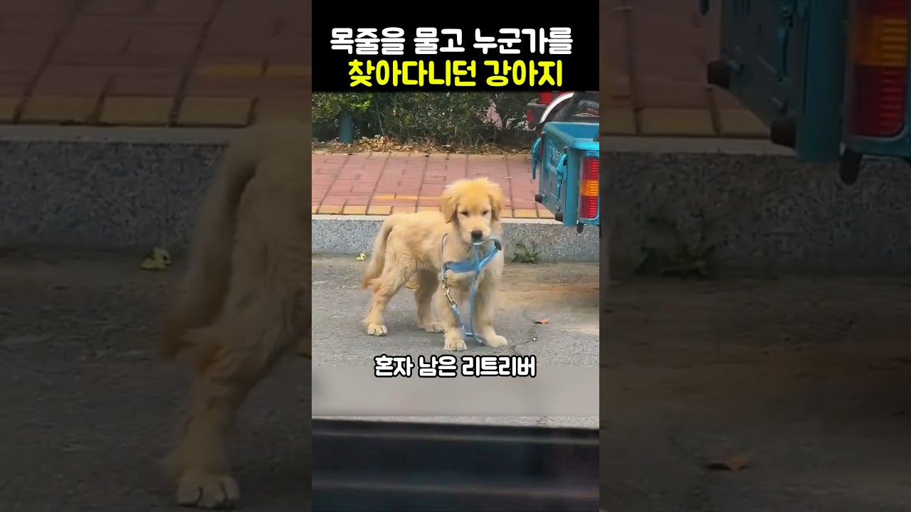 목줄을 물고 누군가를 찾아다니던 강아지 #강아지 #골든리트리버 #주인찾는강아지