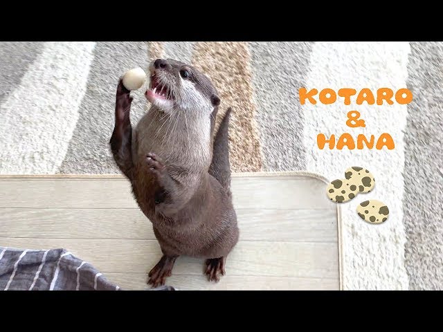 カワウソコタローとハナ　うずらの卵をあげたらめっちゃ遊びだした  Otter Kotaro&Hana Eat Quail Eggs