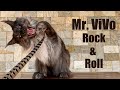 Mr. ViVo in the beast mode | Scary or majestic?