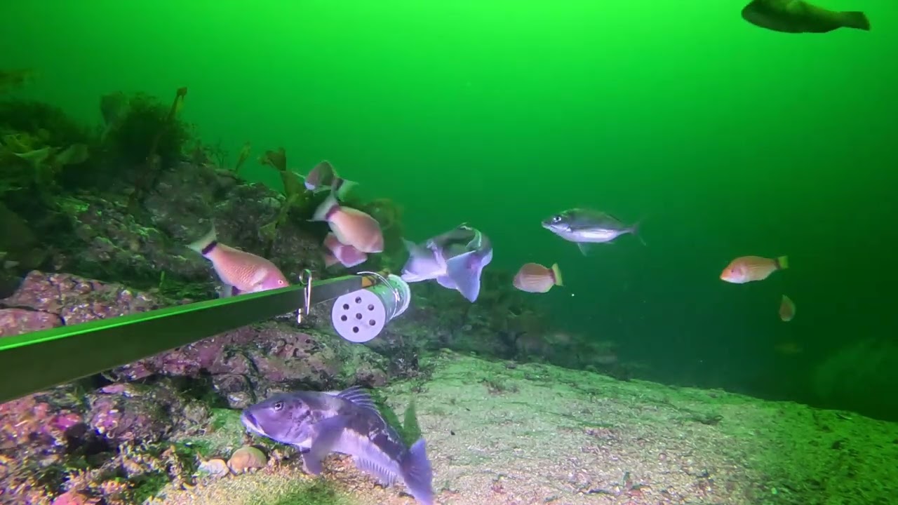 Baited video footage from Fiordland, New Zealand