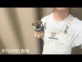 마메시바 - 츠미(참깨시바) 가두지 않고 자유롭게 활동하는 시바견 분양 전문 포시바 입니다.수원시바견,동탄시바견,화성시바견,평택시바견,서울시바견,천안시바견