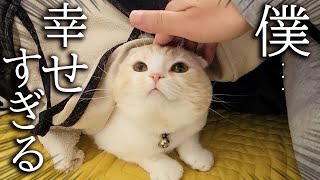 子猫と犬と一緒にこたつで寝落ちしたら幸せすぎました…笑