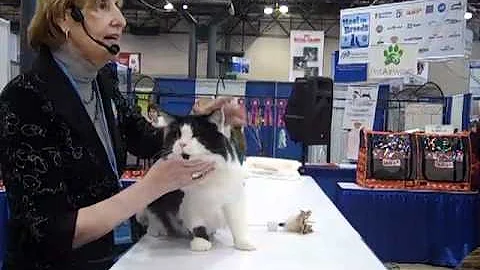 Video 8867381: breed maine coon, maine coon meets, cfa