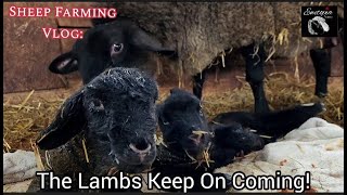 The Lambs Keep On Coming!