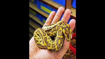 2025 WOW hatches! #morphagene #ballpython #burmball #ballpythonsnake #snake #python #reptiles