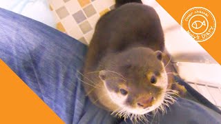 カワウソ赤ちゃん、ママはプロのツンデレ！Sweet and spicy【baby otter】 by カワウソ-Otter channel 1,041 views 2 years ago 4 minutes, 28 seconds