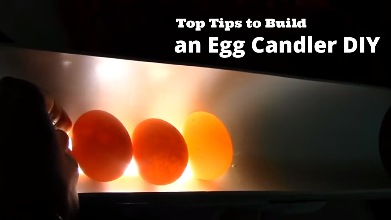 Top Tips to Build an egg Candler DIY YouTube