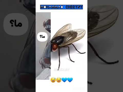 فیلم رو رفته از عروس اسیا استقلال پرسپولیس محبی قائدی    