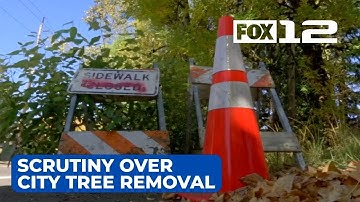 Portland homeowner told to remove tree located outside property line