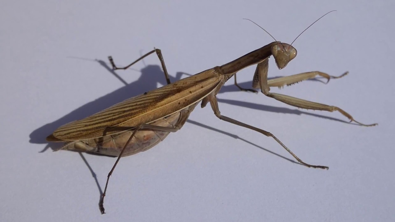 Europäische Gottesanbeterin Leshahnl Maringgele Praying Mantis Богомол звичайний Mante religieuse