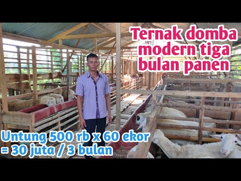 Video: Cara Beternak Domba