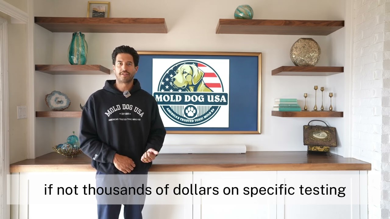 Are Mold Dogs Accurate? Clearing Up Misconceptions