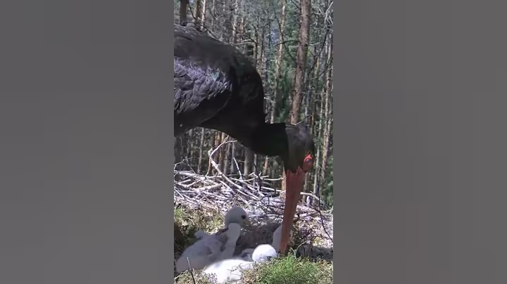 P#952- Review mother birds brings food to feed her babies in the nest, baby birds life #birdslover