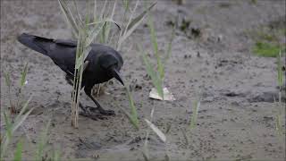Японская большеклювая ворона (лат. Corvus macrorhynchos japonensis) /Japanese Crow / ハシブトガラス