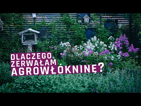 Wideo: Dlaczego krzemienie są na owocowych kamyczkach?